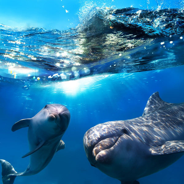 夏威夷海域发现了新的鲸鱼海豚杂交物种