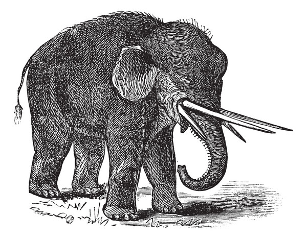 法国农民发现了乳齿象头骨化石