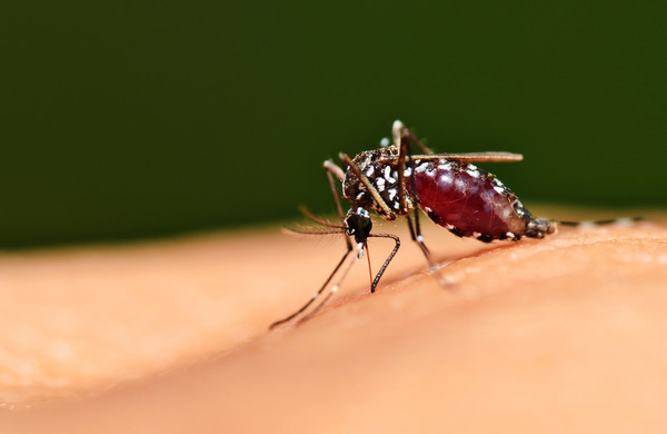 通过养殖不育的雄性蚊子来抑制该物种