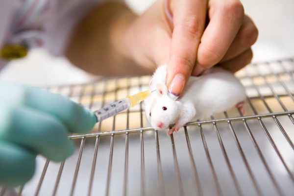 动物实验显示糖并没有使老鼠变胖