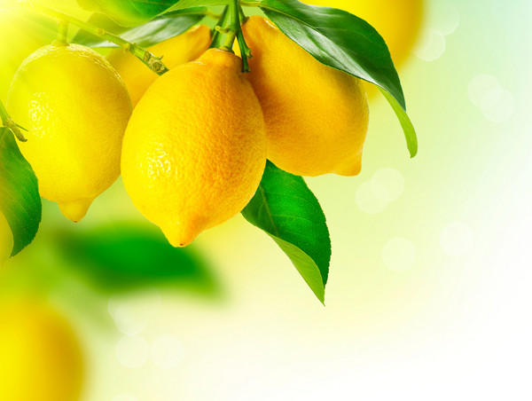 如何种植一棵柠檬树