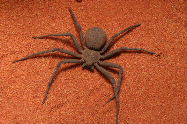 费城昆虫馆失窃，被盗生物中包括毒性最强的蜘蛛