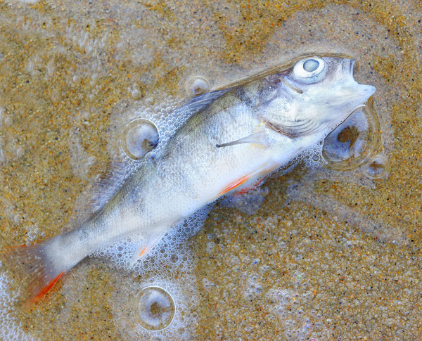 马里布泻湖的高温“煮”死2000条鱼