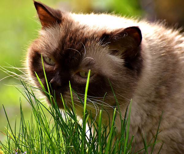 猫为什么吃草？