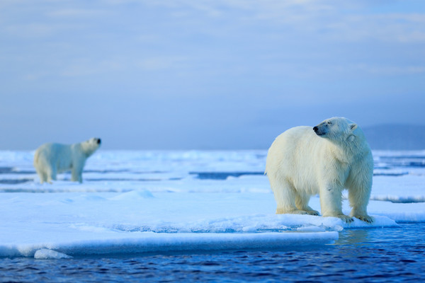 在我们忙着讨论气候科学的时候，北极已经损失了超一半的永久冰
