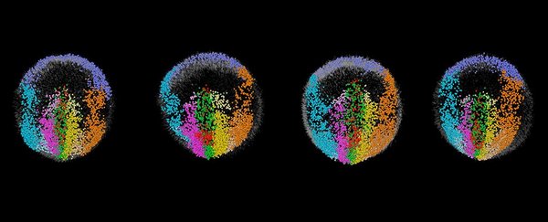最新显微技术创建小鼠胚胎发育过程的4D图像