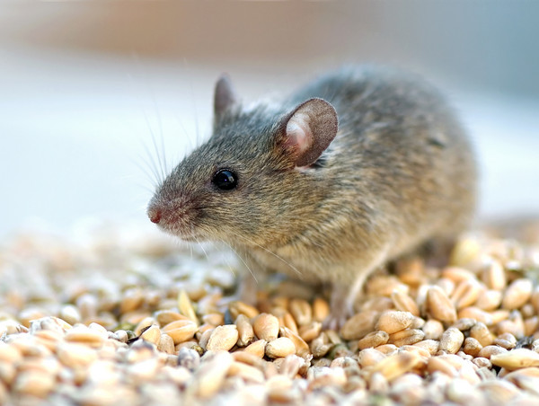 无厘头研究：市民鼠的饮食比乡村鼠更稳定、更丰富