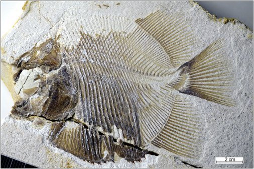 发现了侏罗纪时期的「食人鱼」