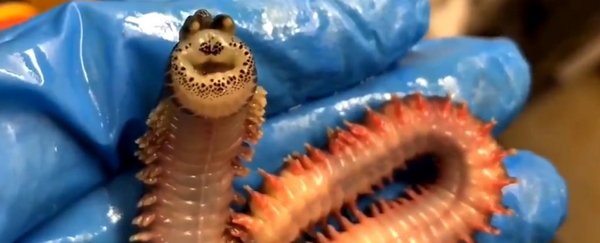 来，见见“会笑”的海蠕虫