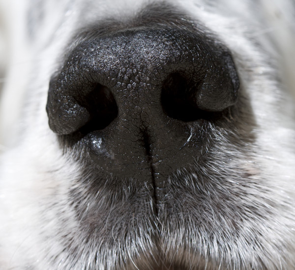 狗狗的鼻子为什么是湿湿的？