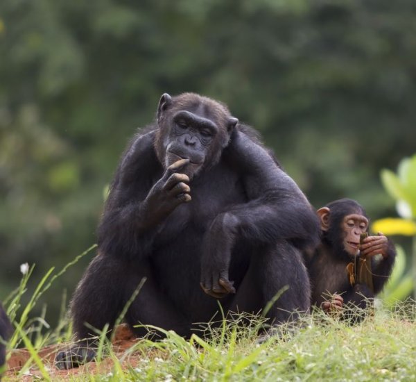 为了保护孩子，雌黑猩猩都成了“谋略家”