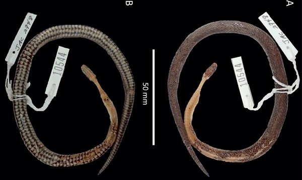 科学家发现了一种未知的蛇…在另一条蛇的肚子里