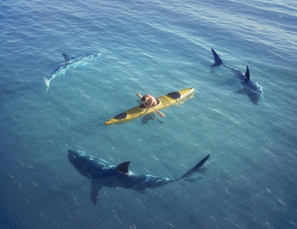 远古鲨鱼会捕食海上翼龙