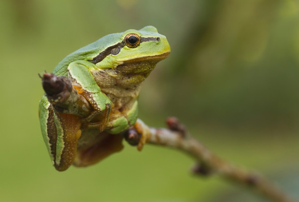 动物仿生学：青蛙舌头上的粘合剂秘方