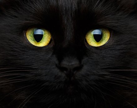 半夜背后凉飕飕：猫，黑猫，任性的猫