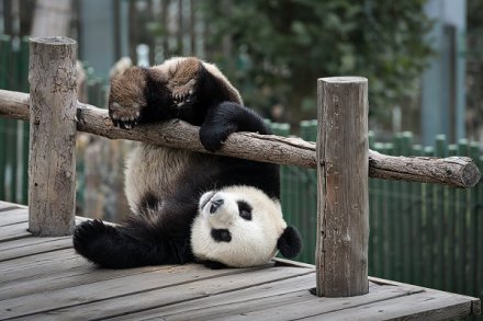 想要大熊猫？来中国租啊
