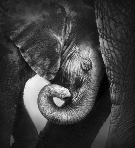 被铁链奴役57年的大象得救了