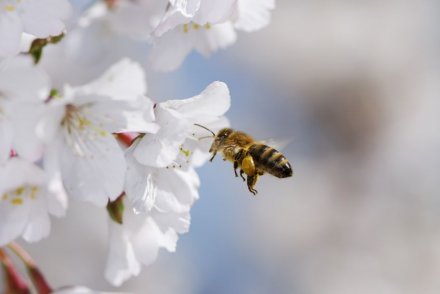 常见农药会损害蜜蜂的飞行能力