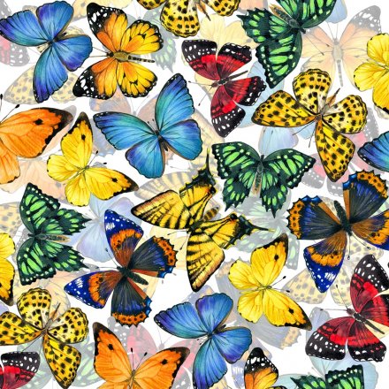 蝴蝶为何拥有美丽的颜色？