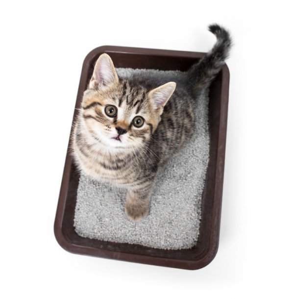 玉米猫砂对猫有害吗？