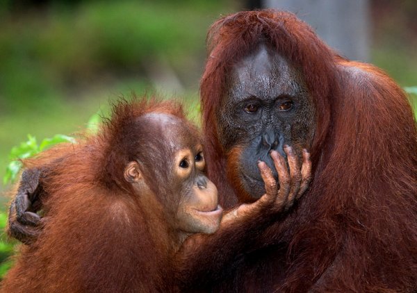 猩猩的母乳喂养时间会长达8年