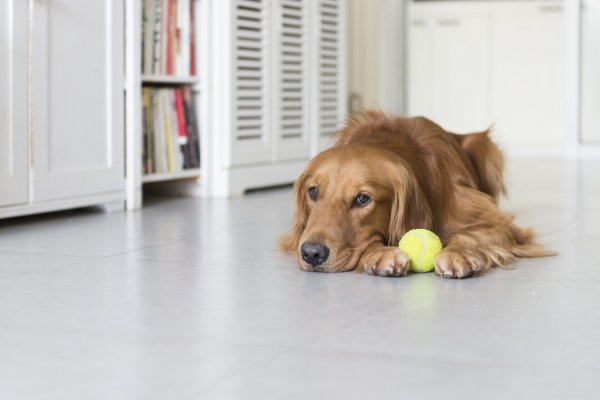 狗狗可以独自在家待多久？