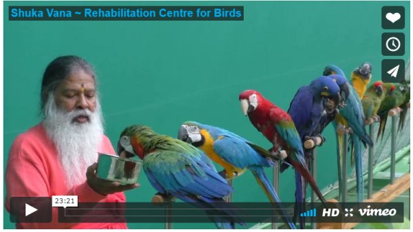 爱鸟养鸟：印度人建鸟类治疗中心