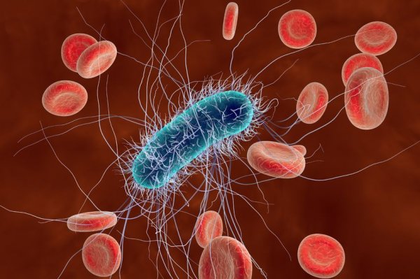 Quora：外星细菌对人类来说有多致命？