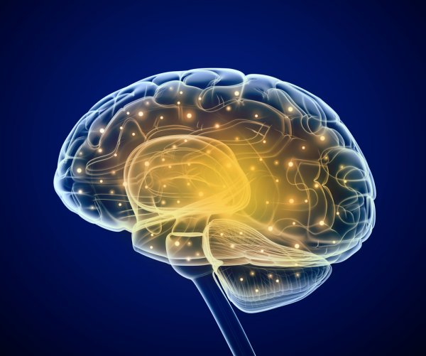 新研究：用神经网络解码大脑