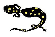 可进行光合作用的脊椎动物-黄斑蝾螈