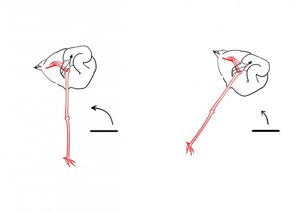 火烈鸟单腿站立的神经力学