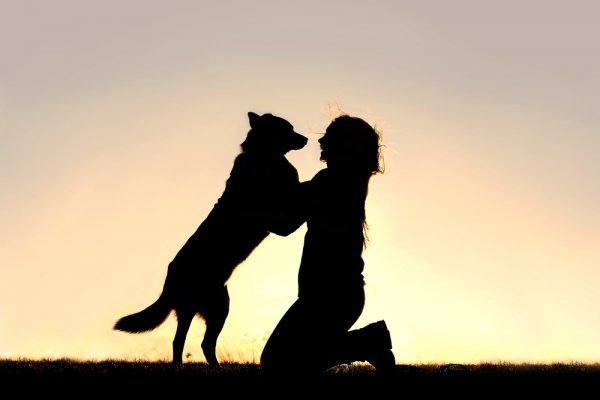 狗狗的逆天技能：嗅癌