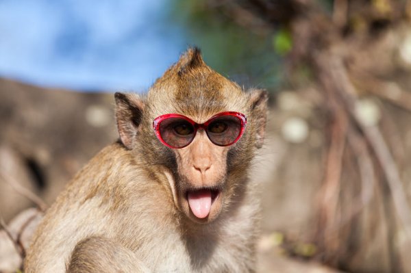 印尼猴子学会黑道生意：偷东西，再卖掉
