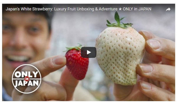 日本观光：高级水果白草莓