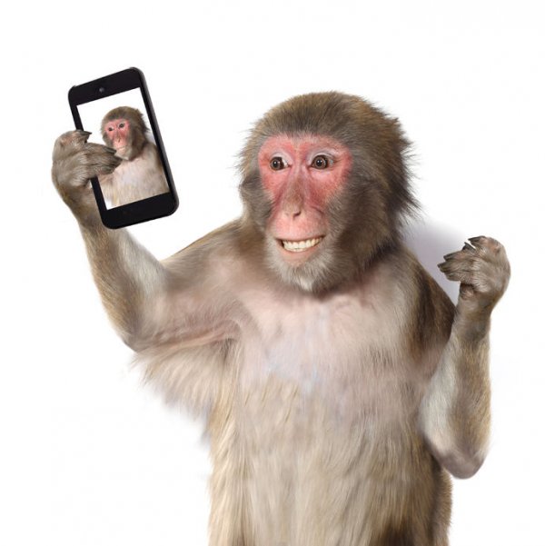扫描猴子大脑，竟可以解码人脸图像