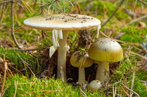 「死亡之帽」：世界上最危险的蘑菇