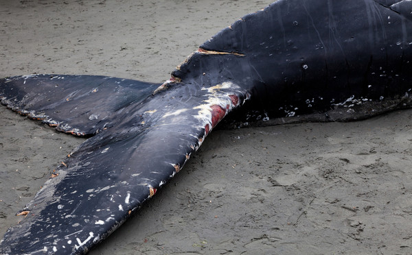 是北极光造成的鲸鱼搁浅吗？