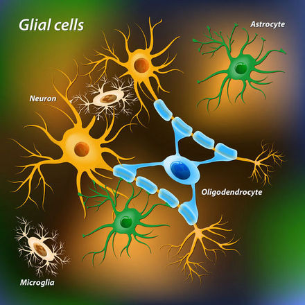 新发现：神经胶质细胞对大脑发育很重要