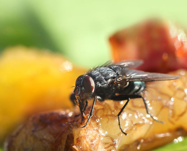 当苍蝇停留在你的食物上会发生什么