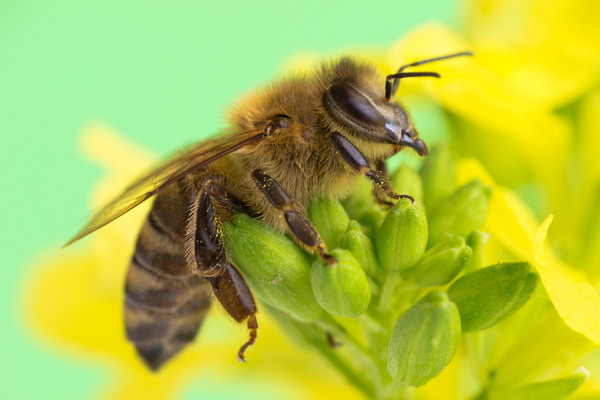 被喂食蜂粮的蜜蜂幼虫成不了蜂王