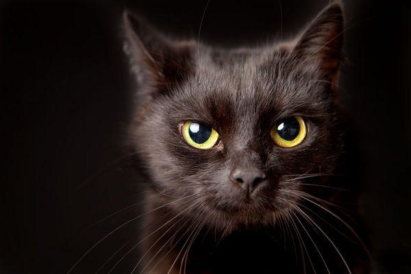 黑猫为何会被视为不幸的象征
