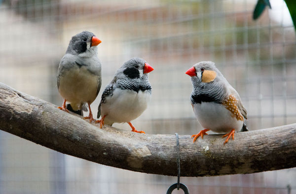 科学家读懂鸟类大脑，成功预测鸟儿唱的下一首歌