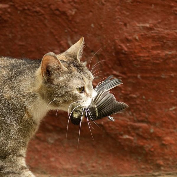 [澳洲] 猫日均捕杀鸟的数量超过100万