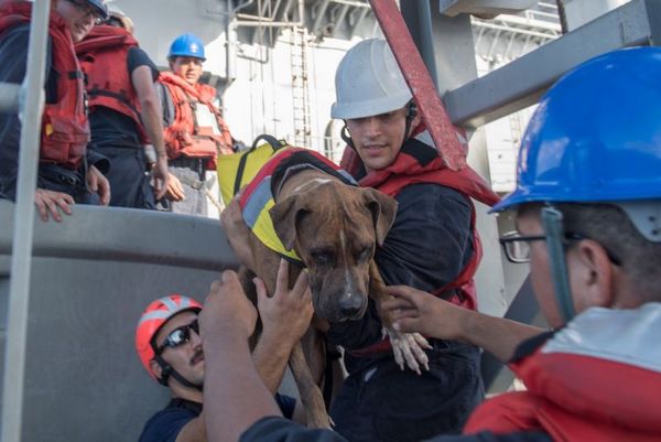 美女被困太平洋五个月，终与狗一同获救