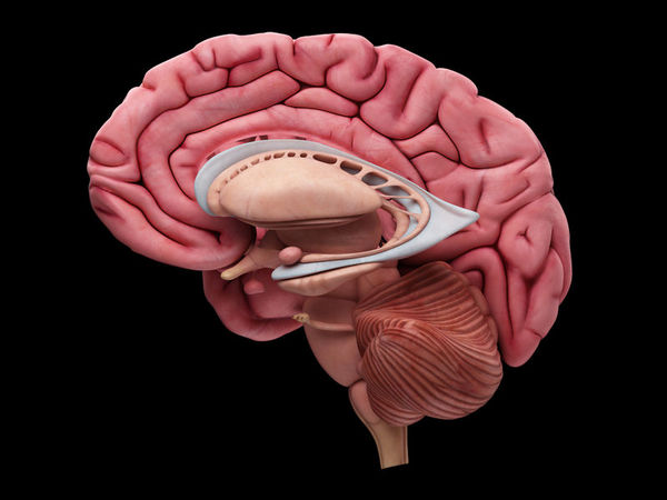 有氧运动可以增加脑海马体的大小
