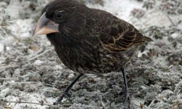 大鸟：两代演化出新物种