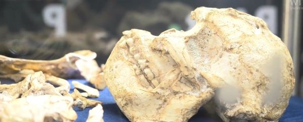 南方古猿“小脚”：最完整的古人类化石