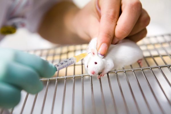 为什么老鼠在实验室里如此受欢迎？