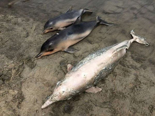 里约附近水域中大量海豚神秘死亡