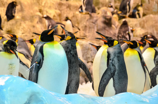 北美太冷，动物园里的企鹅被赶到室内